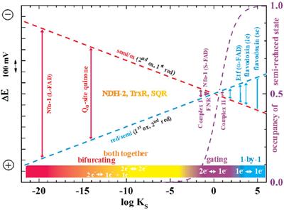 On the Natural History of Flavin-Based Electron Bifurcation